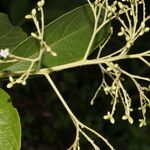 Cordia diversifolia Folio
