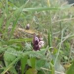 Anchusella variegata Çiçek