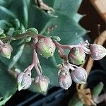 Echeveria purpusiorum Flower