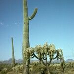 Carnegiea gigantea Plante entière