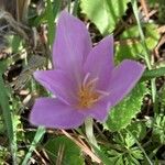 Colchicum autumnaleফুল