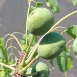 Sclerocarya birrea Frucht