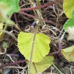 Malva hispanica Flor