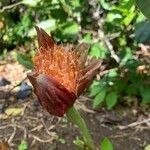 Scadoxus puniceus Fleur