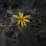 Helianthus divaricatus 花