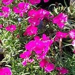 Dianthus gratianopolitanus 花