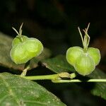 Cleidion castaneifolium Fruit