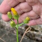 Crepis biennis 花