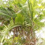 Leopoldinia pulchra Hábito