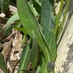 Sonchus bulbosus Likasa