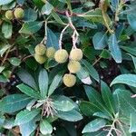 Arbutus unedoПлод