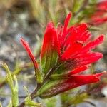 Castilleja fissifolia 花