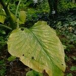 Cardiocrinum giganteum Hoja