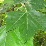 Platanus x hispanica Лист