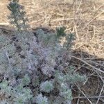 Artemisia frigida Blatt