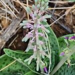Ledebouria revoluta Цвят
