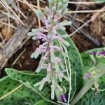 Ledebouria revoluta Flower