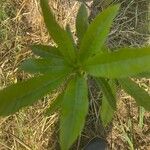 Pouteria caimito Leaf