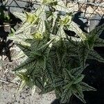 Heliopsis helianthoides Blad