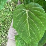 Passiflora ligularis Blatt