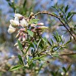 Chamaecytisus prolifer Blüte