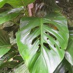 Monstera lechleriana Ліст