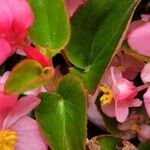 Begonia cucullata 葉