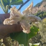 Lagenaria siceraria Blomst
