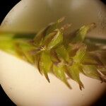 Carex liparocarpos Blüte