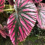 Begonia brevirimosa Leaf