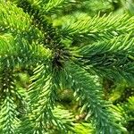 Picea mariana Blatt