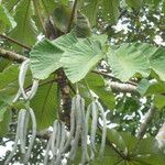 Dipterocarpus obtusifolius Leaf