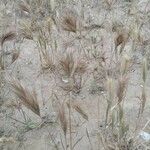 Bromus rubens পাতা