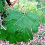 Acer campestre Φύλλο