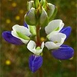 Lupinus variicolor ᱵᱟᱦᱟ