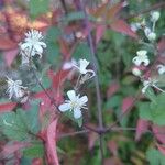 Clematis vitalbaFiore