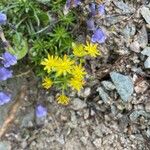 Saxifraga aizoides Flower