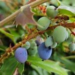 Berberis bealei Frucht