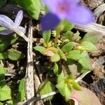 Houstonia pusilla Leaf