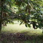 Amherstia nobilis Habitat