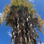 Washingtonia filifera Плод