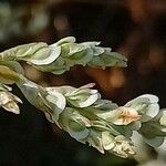 Fallopia baldschuanica Gyümölcs