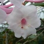 Rhododendron armitii Blomst