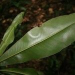 Rhabdodendron amazonicum