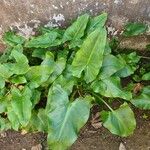 Zantedeschia aethiopica Blatt