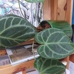 Anthurium clarinervium Yaprak