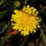 Crepis capillaris 花