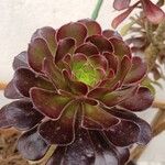 Aeonium arboreumLeht