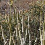 Ceropegia dichotoma Habit