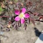 Rosa ferruginea Virág